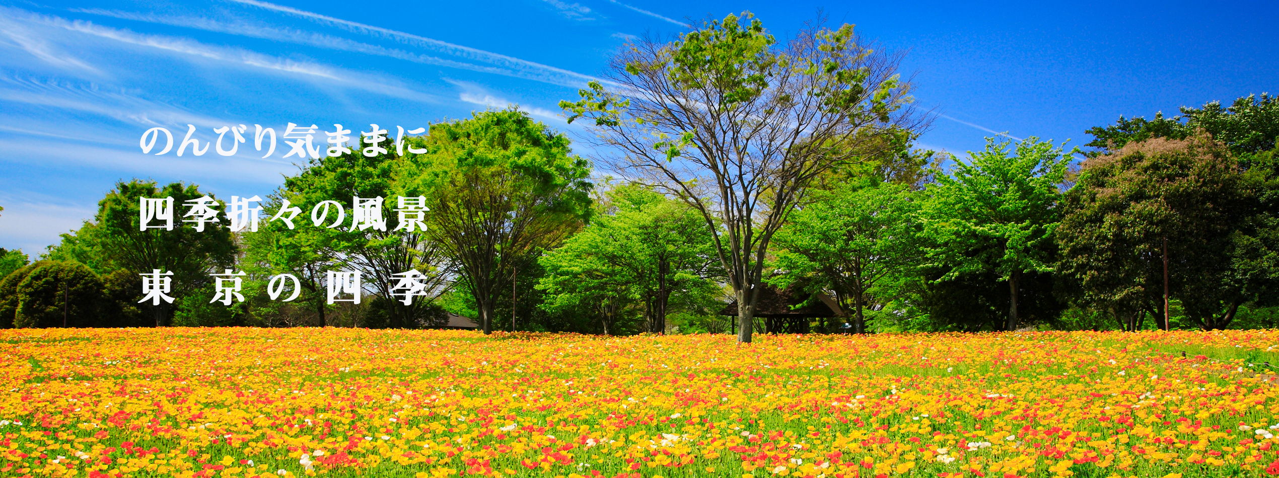 東京立川市・昭和記念公園／ポピーの丘