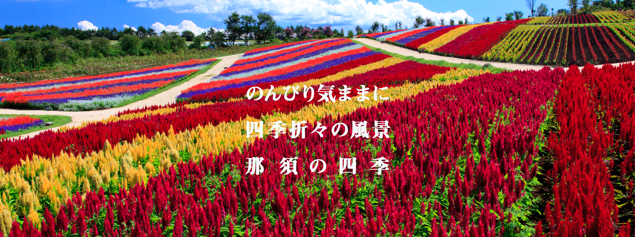 那須高原・那須フラワーパーク／ケイトウの丘