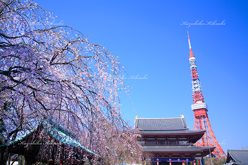 枝垂れさくら咲く芝増上寺